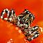 2023/02/insects-macro-photography-by-sergey-babaev