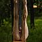 2023/06/nudeinnatuer01-010