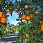 2023/11/oranges-tree