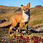 2024/03/185765-fox-animals-wildlife