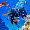 2024/03/diving-at-the-coral-reefs-in-the-red-sea-1024x768