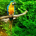 2024/04/377095-parrot-birds