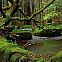 2024/06/deutscher-wald-bach-moos-100-v-gseagaleriexl